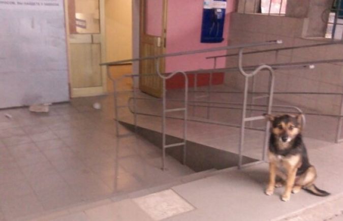 На Херсонском автовокзале людям предлагают "собачий" сервис