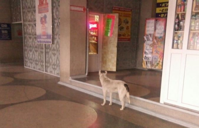 На Херсонском автовокзале людям предлагают "собачий" сервис