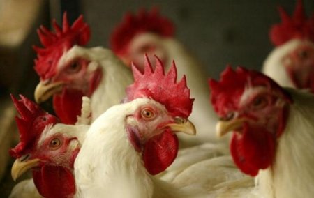 ЕС и Азия остановили импорт птицы из Украины