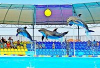 Дельфинарий на Арабатской стрелке откроется 17 июня