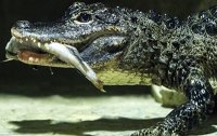 Из китайского зоопарка сбежали 78 крокодилов