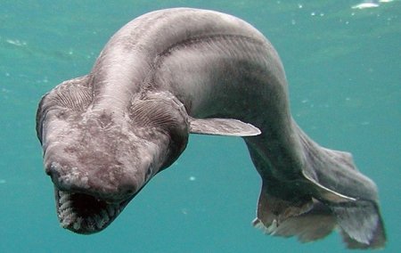 В Португалии поймали доисторическую акулу